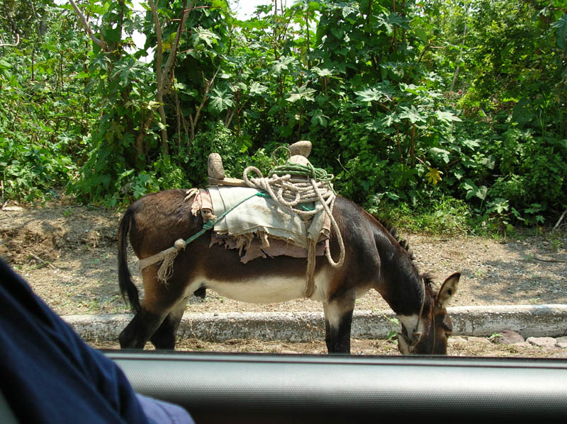 DSCN1420