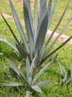 DSCN1459